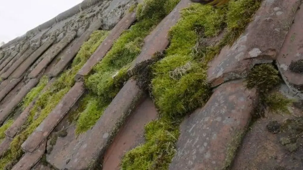 Dlaczego warto wylewać colę do szczelin w kostce brukowej zamiast chemii