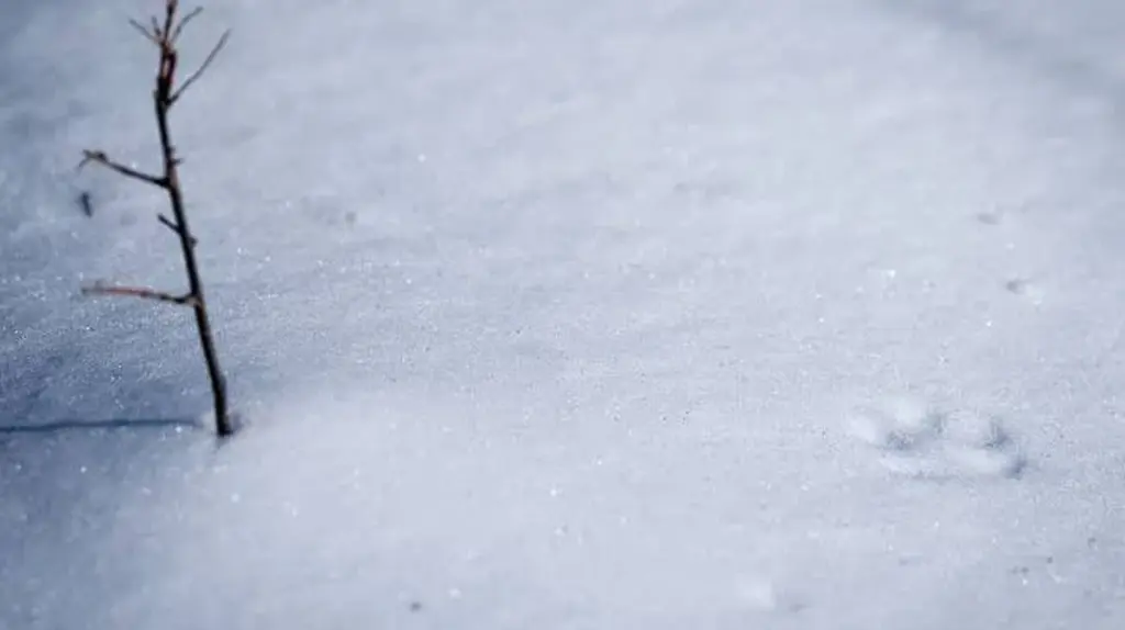 Dlaczego warto zostawić grubą warstwę śniegu w ogrodzie