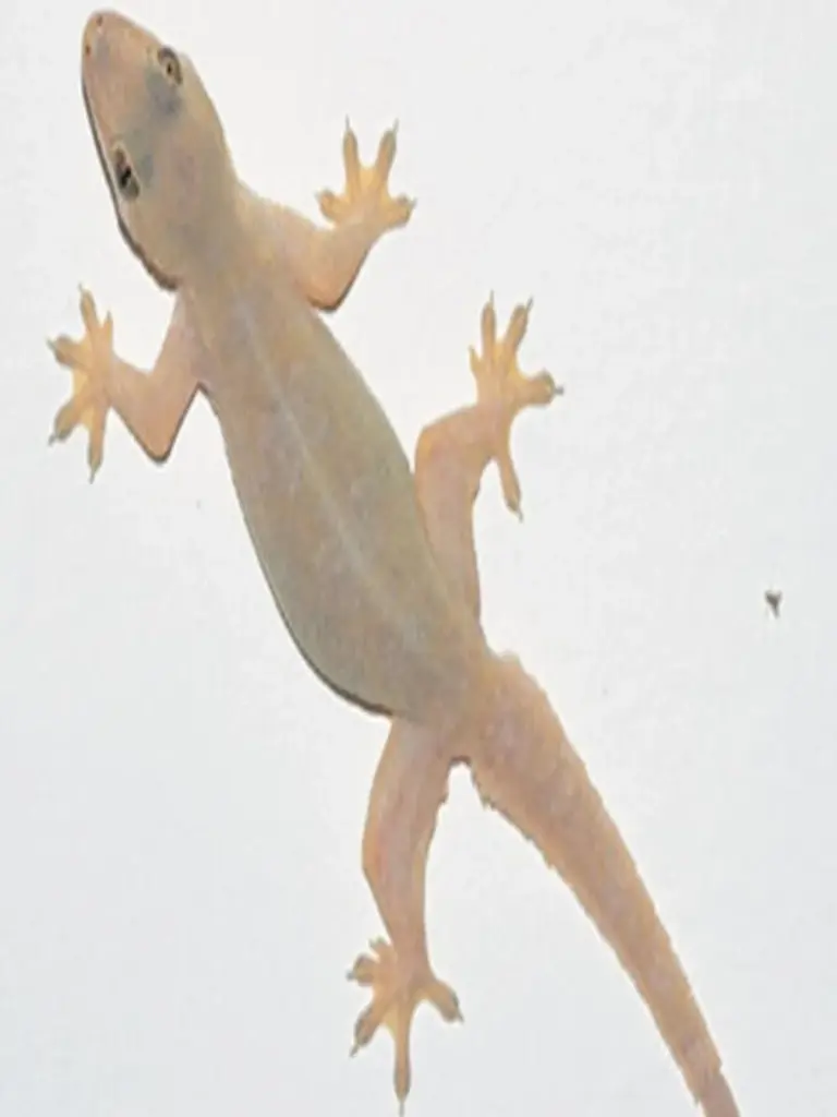 Dlaczego warto zostawić skorupkę jajka na parapecie