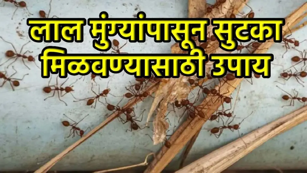 Dlaczego warto zostawić goździki na kuchennym blacie, gdy znikają czarne mrówki