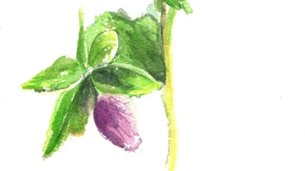 Dlaczego warto zostawić zeschłe liście w ogrodzie aż do marca