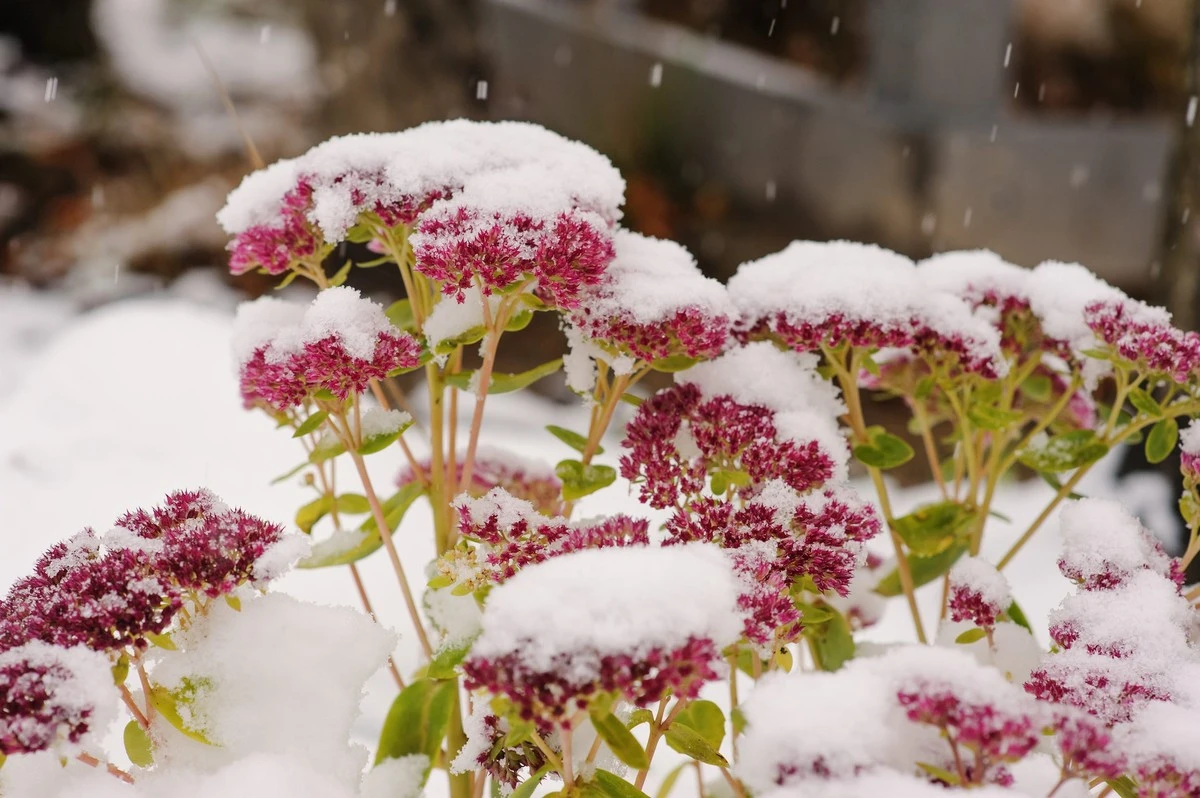 Dlaczego warto zostawić grubą warstwę śniegu w ogrodzie - image 1