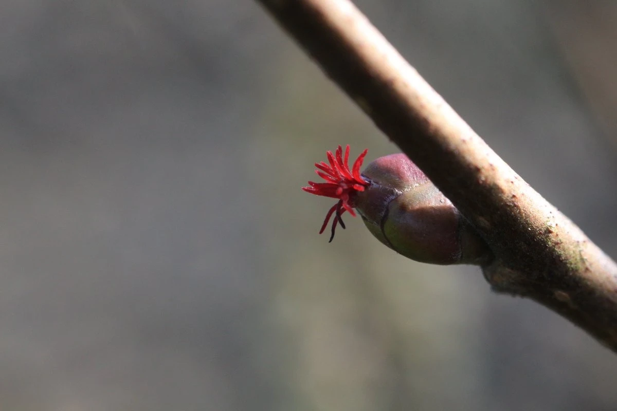 Dlaczego warto zostawić zeschłe liście w ogrodzie aż do marca - image 1