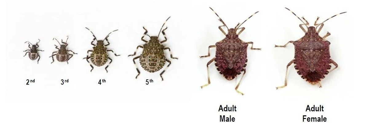 Dlaczego warto zostawić pluskwiaki na szybie i co mówią one o Twoich rachunkach - image 1