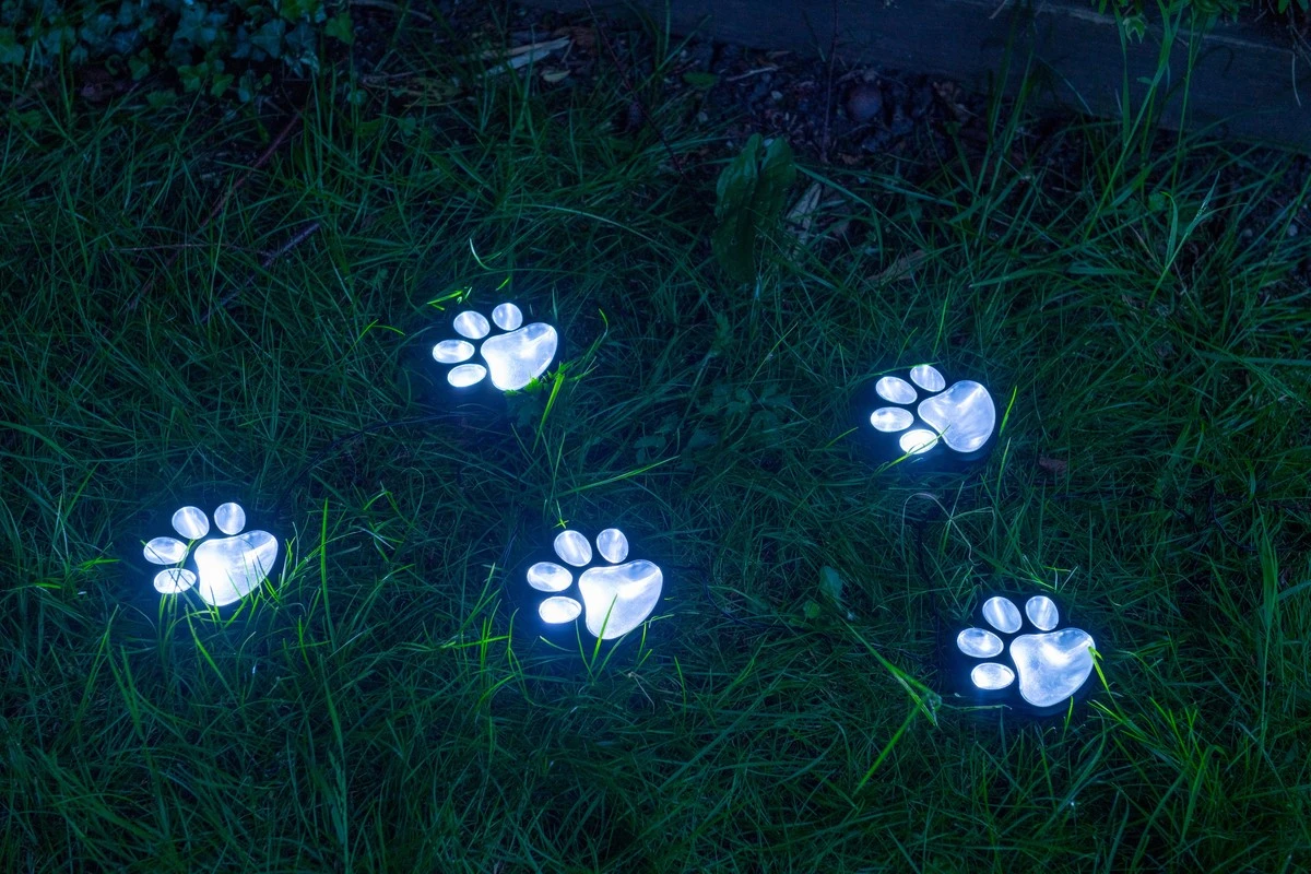 Dlaczego właściciele psów masowo kupują te lampki za 20 złotych - image 1