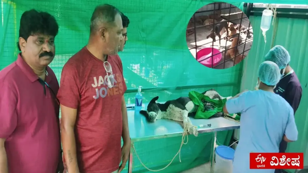 Dlaczego w Gangavati bezpańskie psy dostają udka kurczaka i mają własne wentylatory
