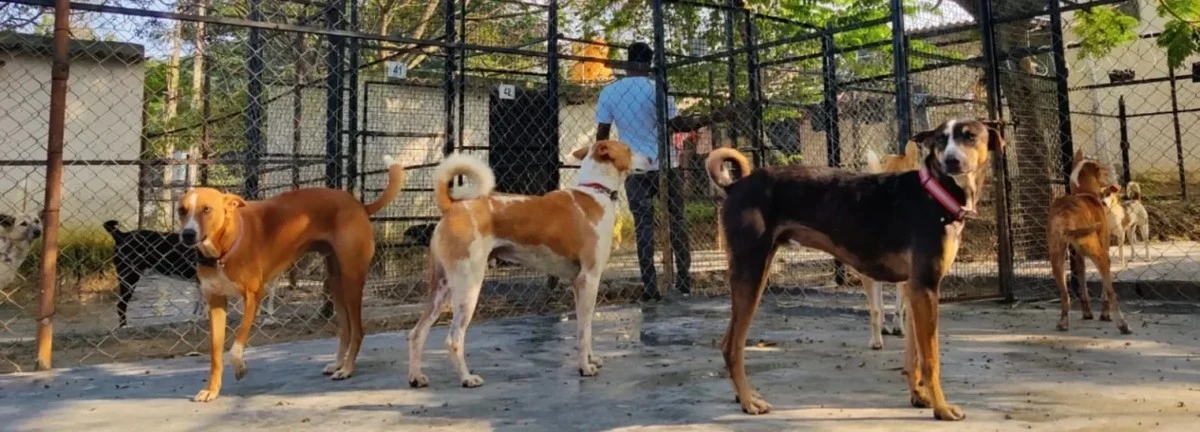 Dlaczego w Gangavati bezpańskie psy dostają udka kurczaka i mają własne wentylatory - image 1