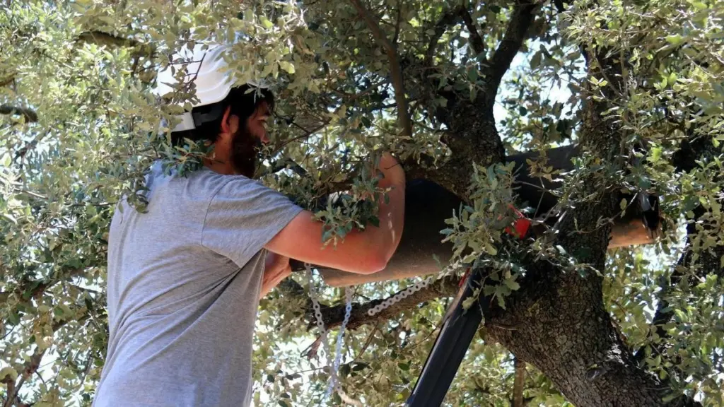 Dlaczego w miastach montuje się teraz małe drewniane skrzynki na sosnach