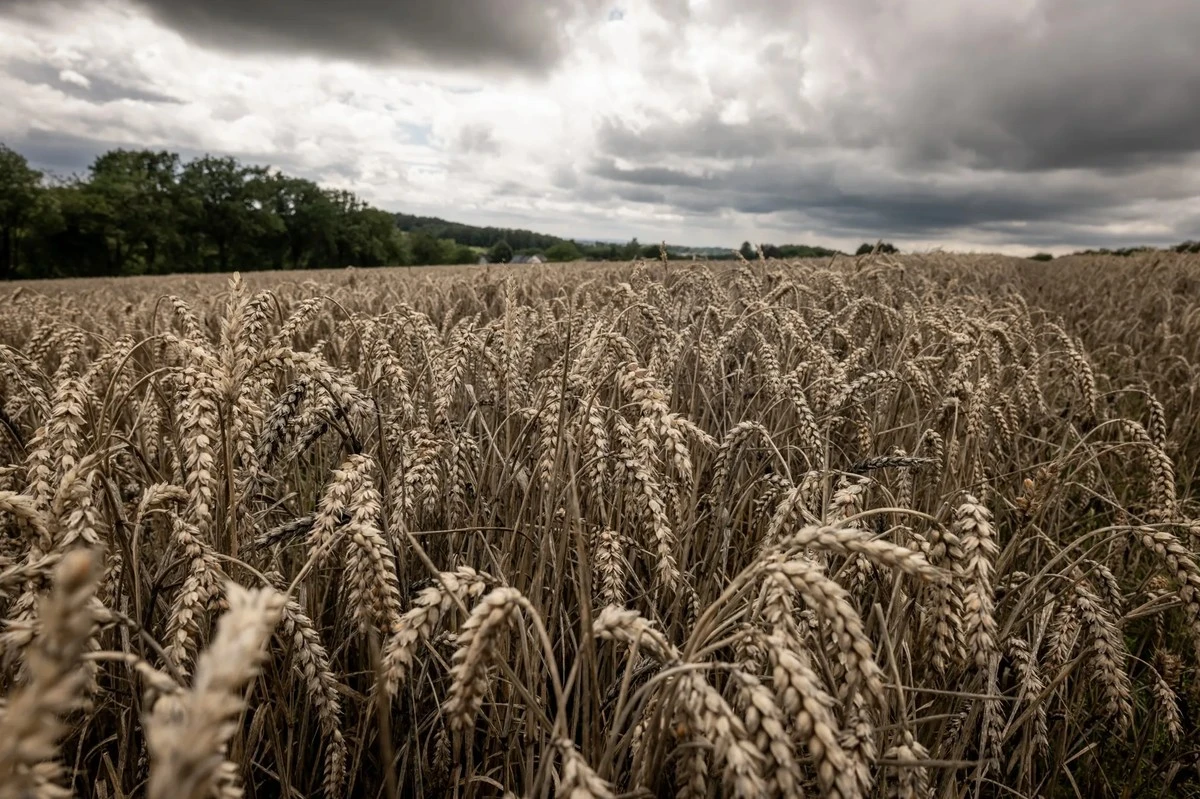 Dlaczego w Pakistanie zaczyna brakować pszenicy właśnie teraz - image 1