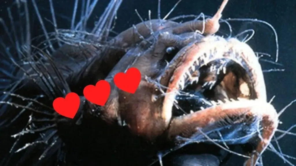 Ryba rywalizuje z architektem: 7 miłosnych rytuałów zwierząt