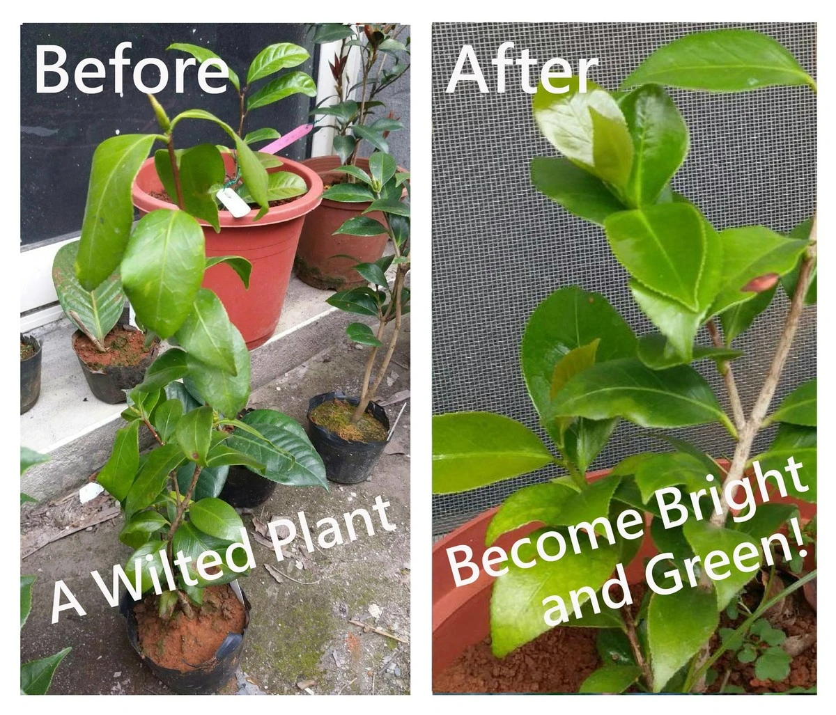 Ten zielony koktajl ożywi Twoją rozsadę w jedną noc: 3 zioła - image 1