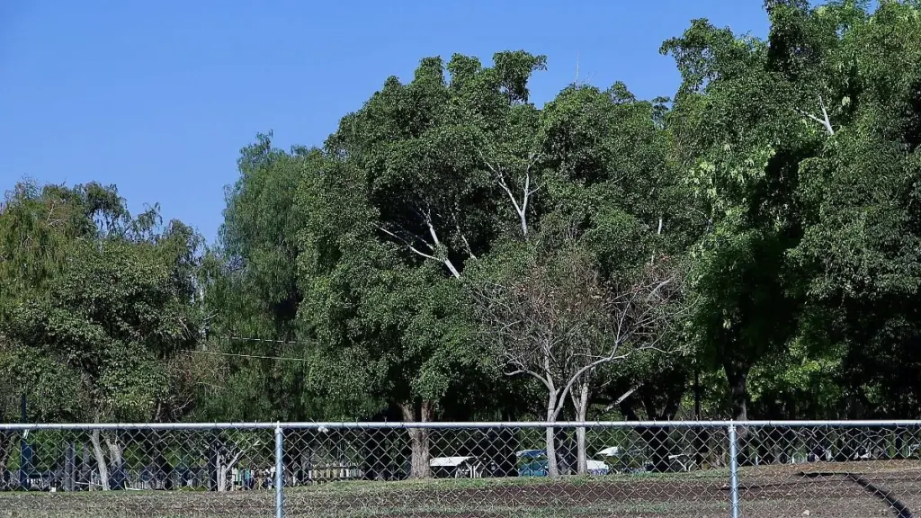 Dlaczego arboruści wycinają 30 centymetrów gałęzi pod jemiołą
