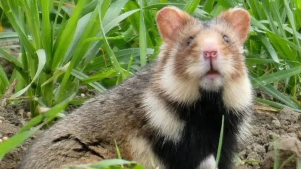 Dlaczego budowa domu w Nowej Hucie może nagle stanąć przez dzikiego chomika