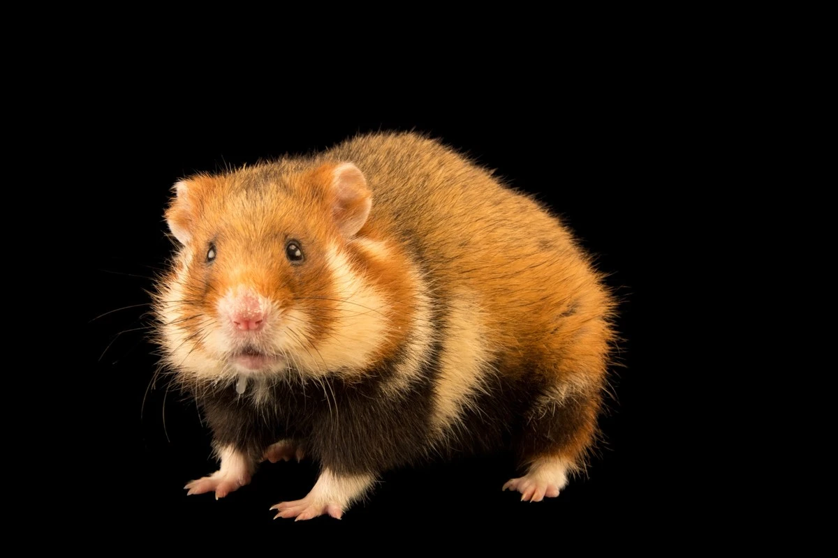 Dlaczego budowa domu w Nowej Hucie może nagle stanąć przez dzikiego chomika - image 1