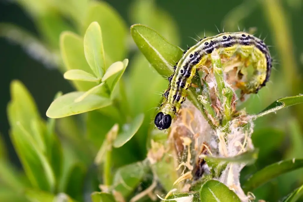Dlaczego bukszpany w ogrodach nagle brązowieją i jak je uratować