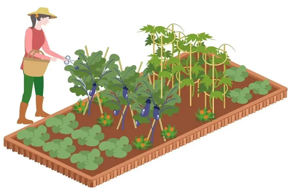 Dlaczego doświadczeni ogrodnicy rysują mapy warzywnika już w lutym