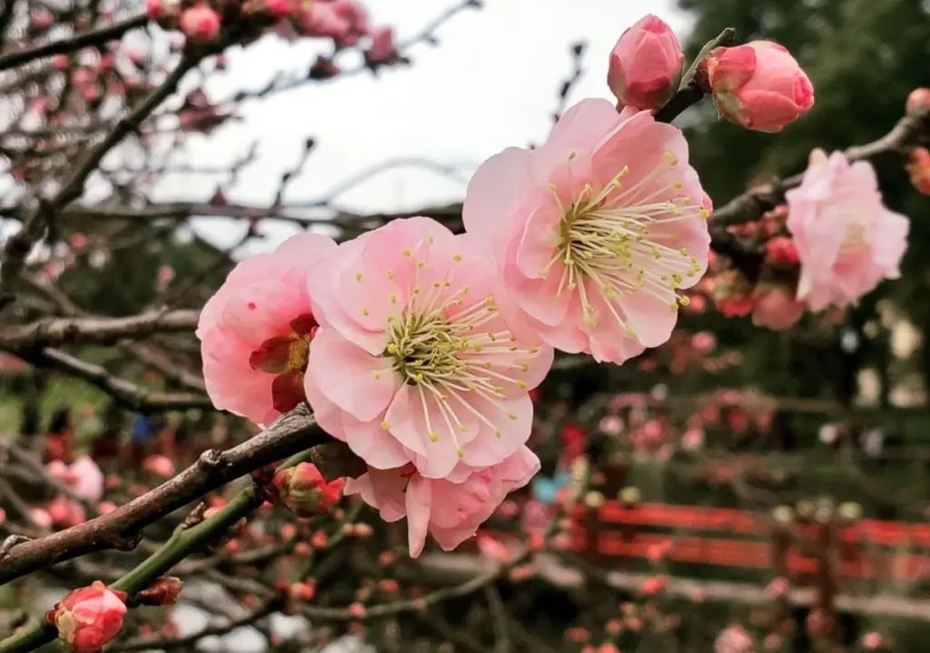Dlaczego doświadczeni ogrodnicy sadzą śliwę japońską przy samym tarasie