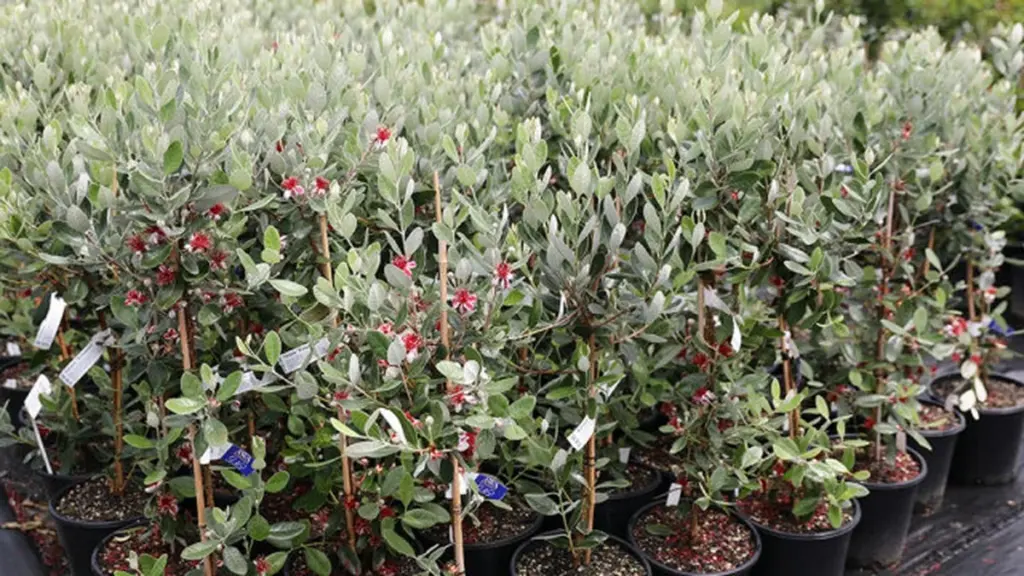 Dlaczego doświadczeni ogrodnicy sadzą feijoę na małych balkonach