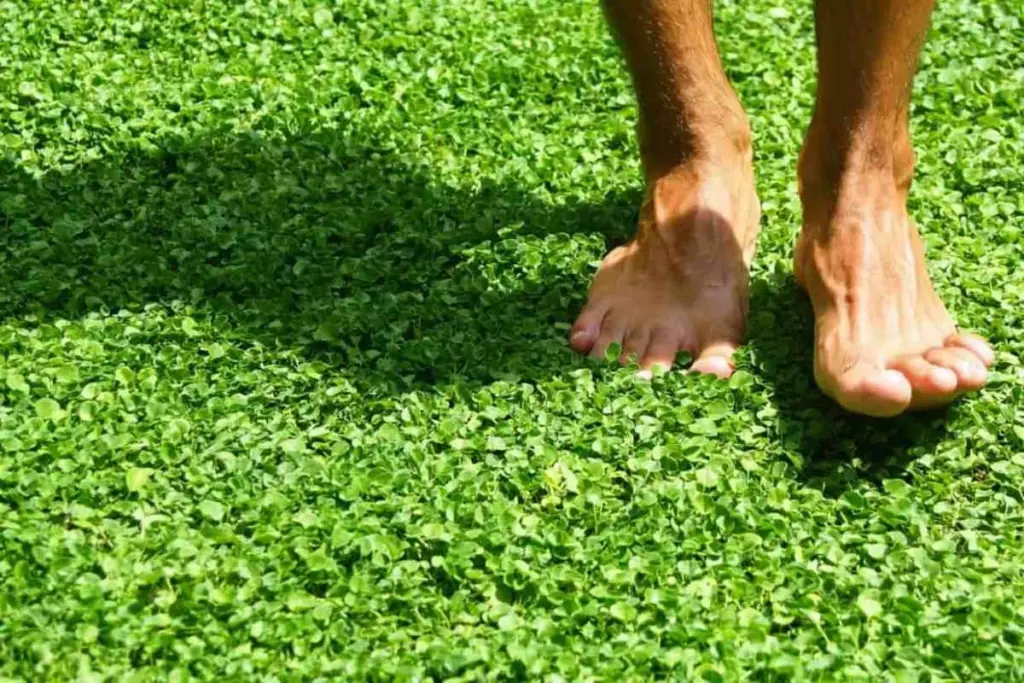 Dlaczego doświadczeni ogrodnicy sadzą dichondrę zamiast trawy przed zimą