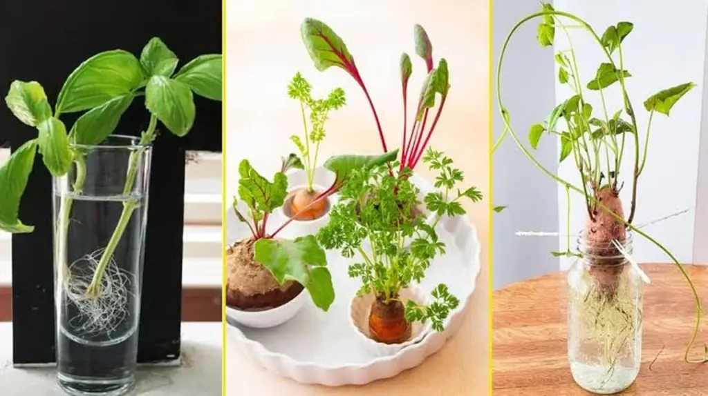 Dlaczego doświadczeni kucharze nie wyrzucają końcówek warzyw do kosza