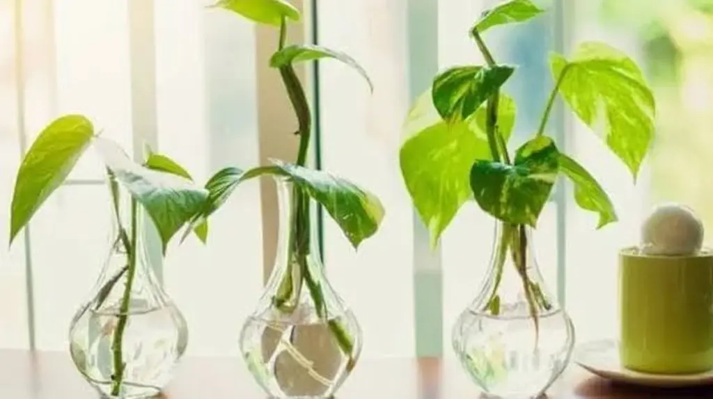 Dlaczego doświadczeni floryści wkładają sadzonki do szklanych wazonów z wodą