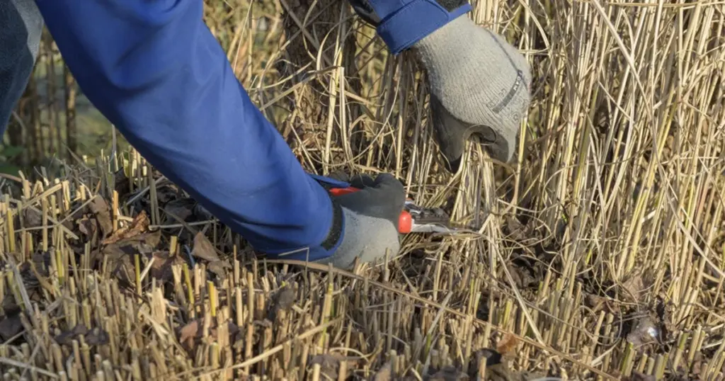 Dlaczego doświadczeni ogrodnicy nigdy nie ścinają traw ozdobnych przed końcem zimy