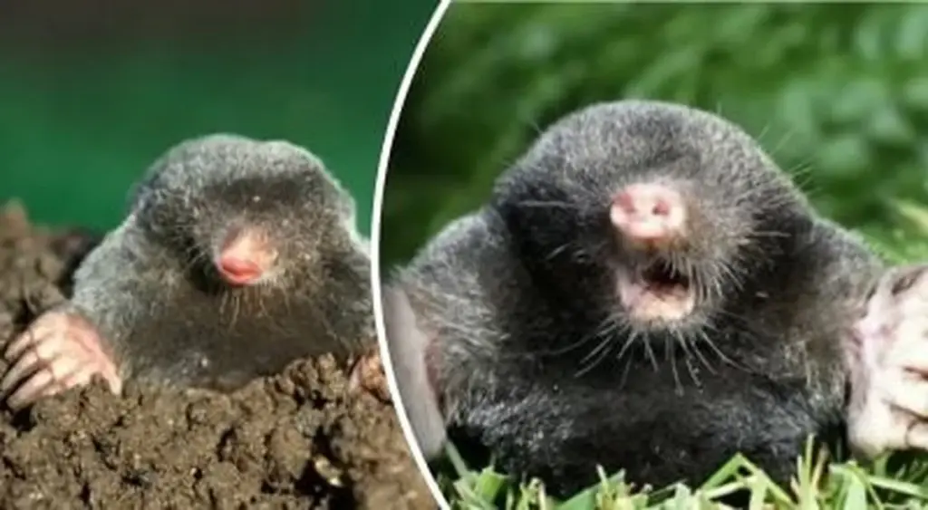 Dlaczego doświadczeni ogrodnicy wsypują mielony pieprz do krecich kopców