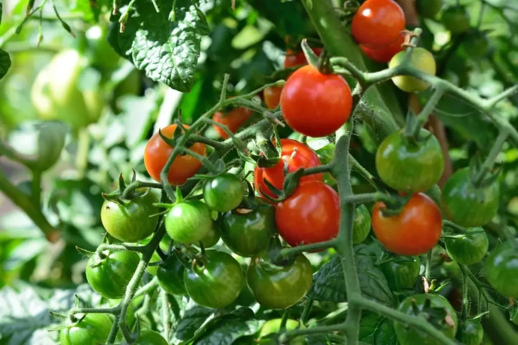 Dlaczego doświadczeni ogrodnicy kładą gąbkę pod doniczki z pomidorami