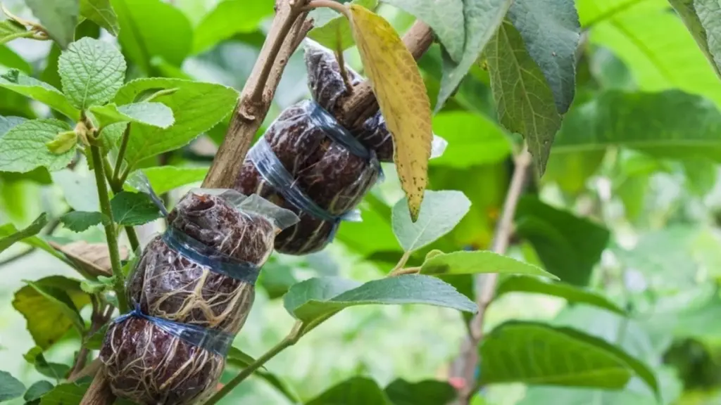 Dlaczego doświadczeni sadownicy szczepią jabłonie i grusze właśnie w lutym