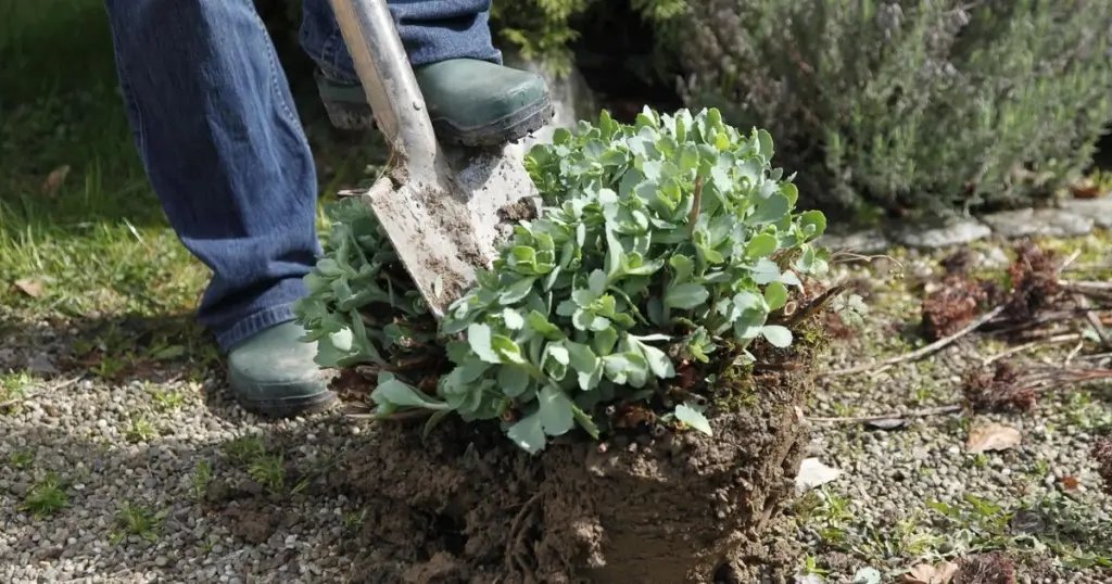 Dlaczego doświadczeni ogrodnicy w marcu dzielą byliny i co warto posadzić już teraz