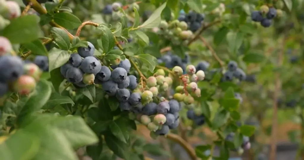Dlaczego doświadczeni ogrodnicy zawsze szukają 30% siarki w nawozie do borówek