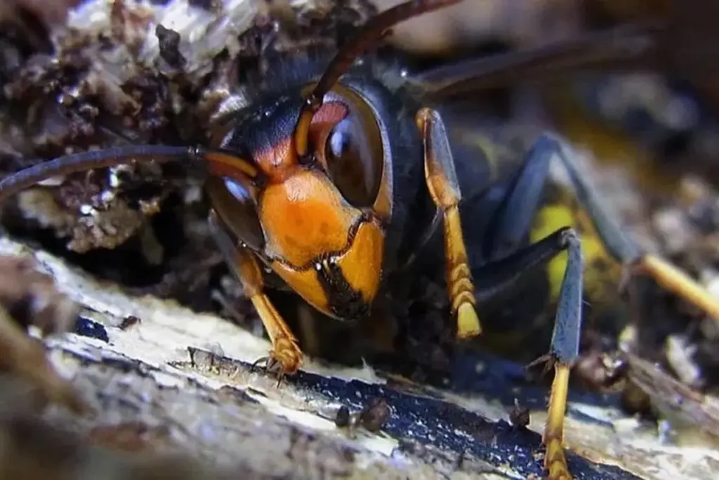 Dlaczego doświadczeni pszczelarze wieszają pułapkę z białym winem właśnie w marcu