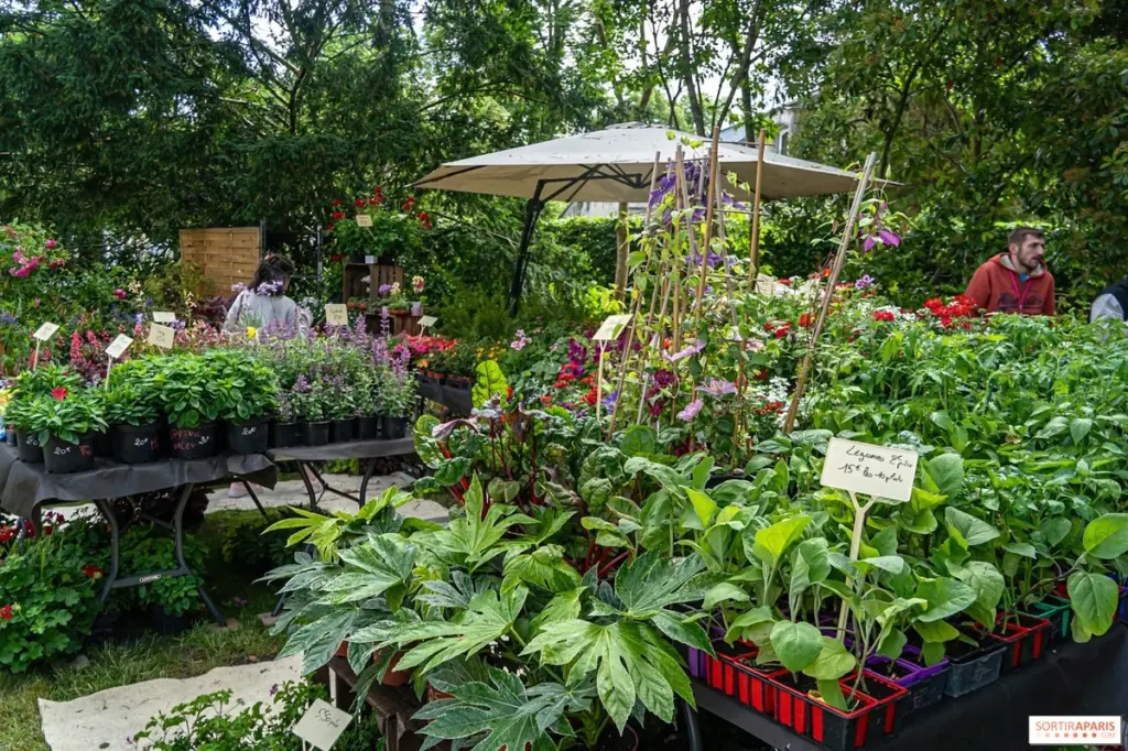 Dlaczego doświadczeni ogrodnicy zawsze odwiedzają targ w Larchant