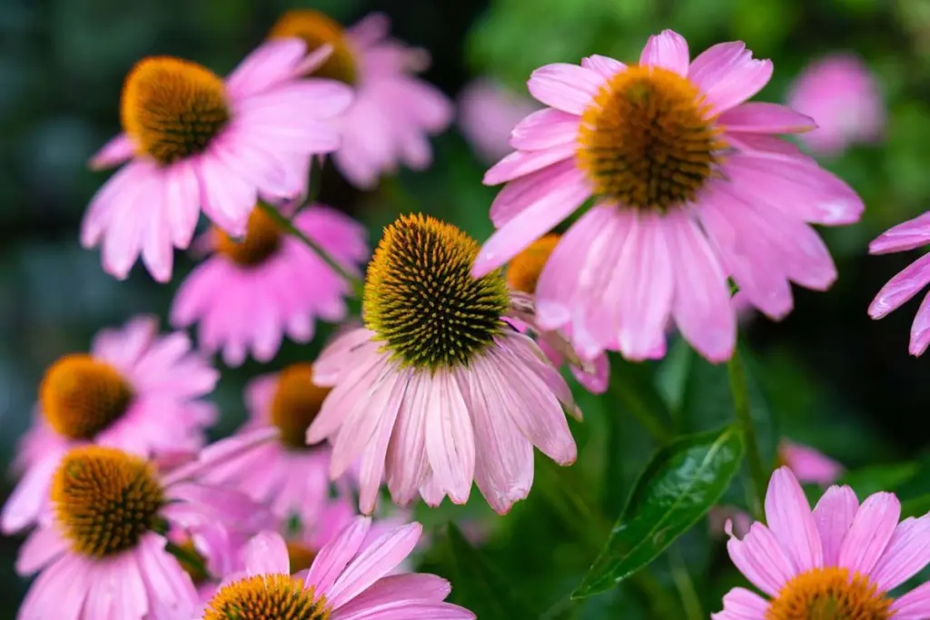 Dlaczego doświadczeni ogrodnicy wybierają te 11 roślin do trudnej gliniastej ziemi