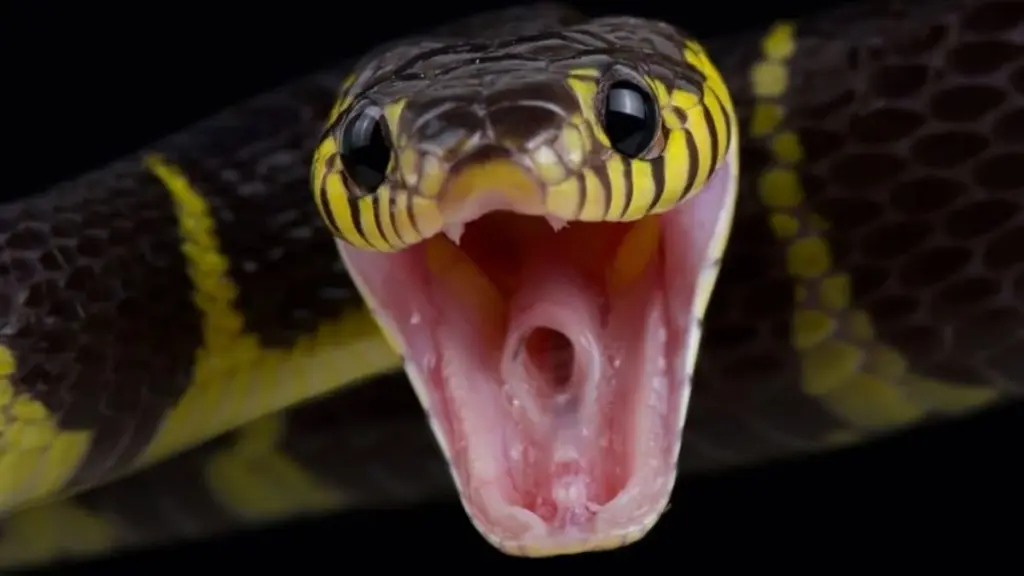 Dlaczego doświadczeni ogrodnicy pozbywają się oleandrów z pobliża domu