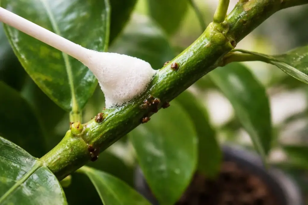Dlaczego doświadczeni ogrodnicy smarują pień cytryny zwykłą wazeliną