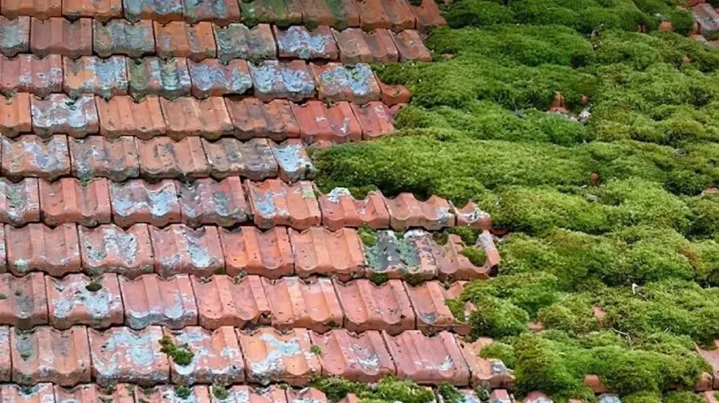 Dlaczego doświadczeni dekarze wylewają ocet na dach przed nadejściem wiosny