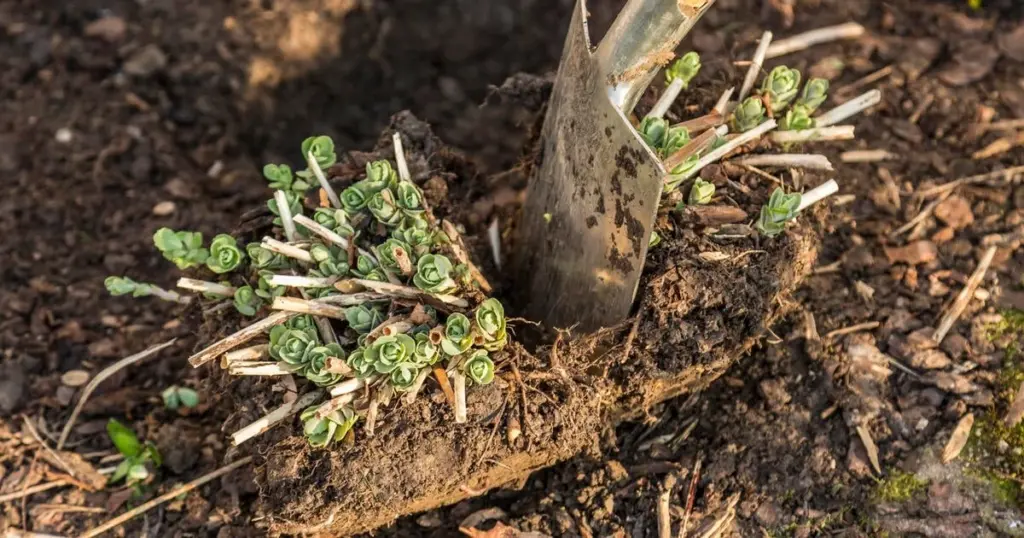 Dlaczego doświadczeni ogrodnicy zawsze dzielą byliny właśnie w marcu