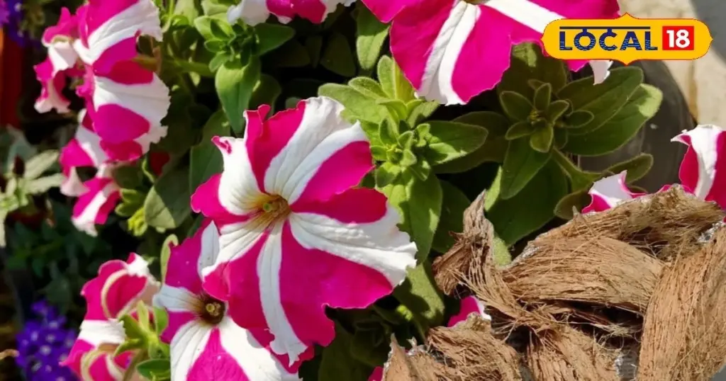 Dlaczego doświadczeni ogrodnicy zawsze wrzucają łupiny kokosa do doniczek