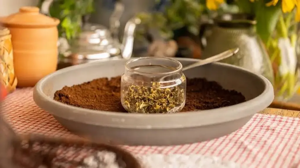 Dlaczego doświadczeni ogrodnicy wysypują fusy z kawy pod pomidory właśnie w marcu