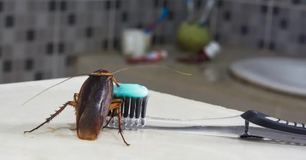 Dlaczego doświadczone gospodynie smarują progi okien zwykłą pastą do zębów