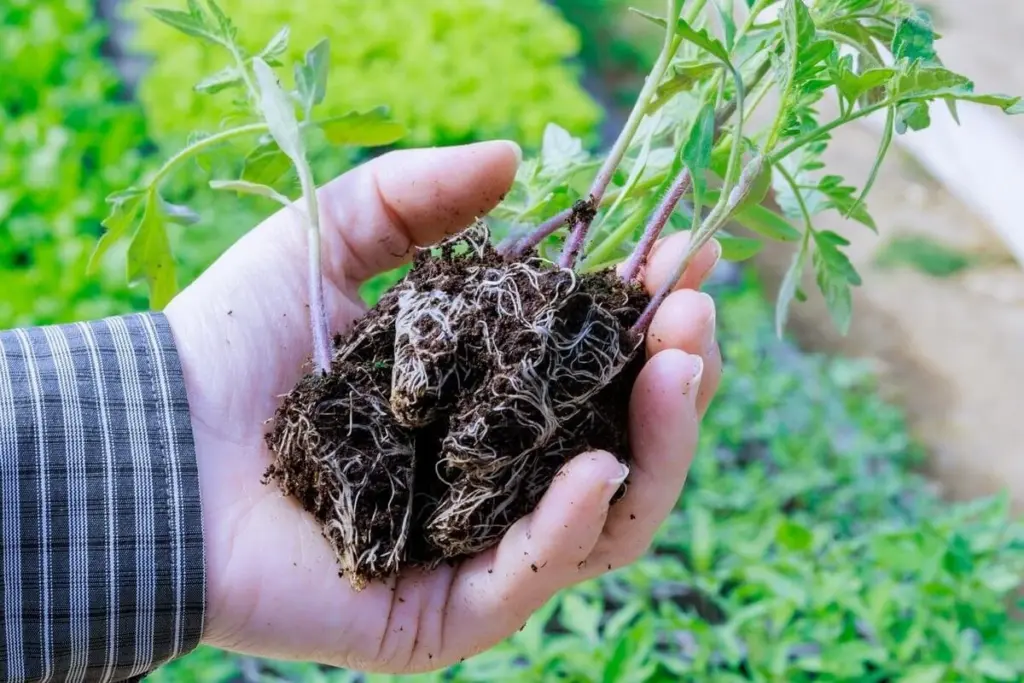Dlaczego doświadczeni ogrodnicy wypełniają doniczki z ziemią tylko do połowy