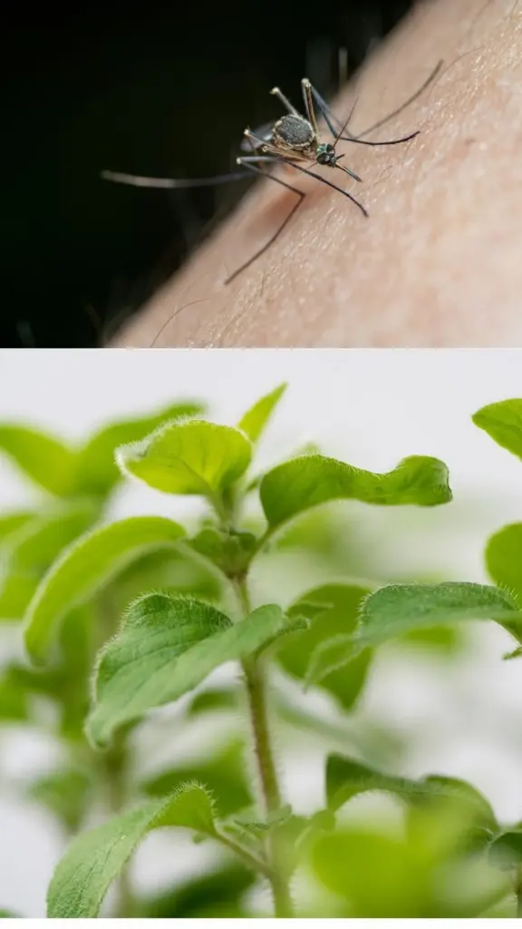 Dlaczego doświadczeni ogrodnicy sadzą kocimiętkę tuż przy oknie sypialni