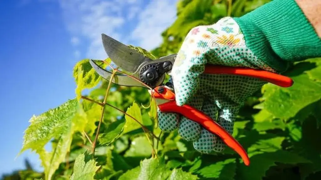 Dlaczego doświadczeni ogrodnicy chowają sekator w marcu
