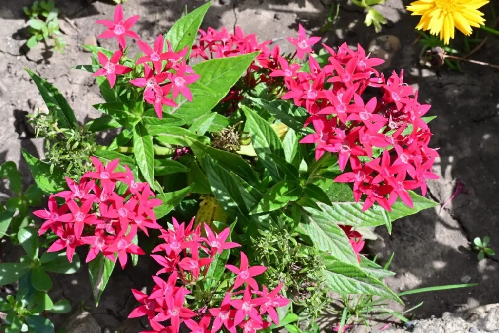 Dlaczego doświadczeni ogrodnicy zastępują hortensje tym afrykańskim krzewem