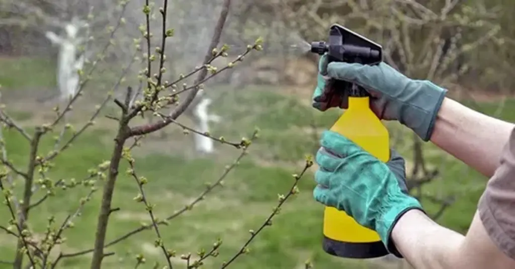 Dlaczego doświadczeni sadownicy w marcu sięgają po miedzian zamiast odżywek