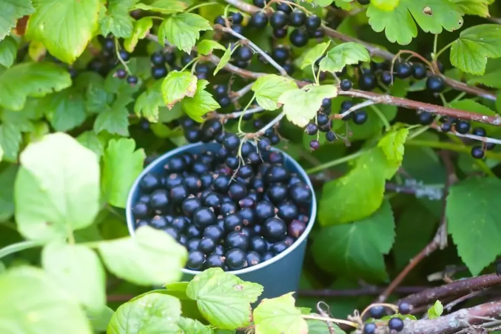 Dlaczego doświadczeni ogrodnicy sypią szklankę popiołu pod krzewy porzeczek właśnie teraz