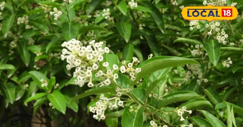Dlaczego doświadczeni ogrodnicy wybierają jaśmin dzienny zamiast zwykłego