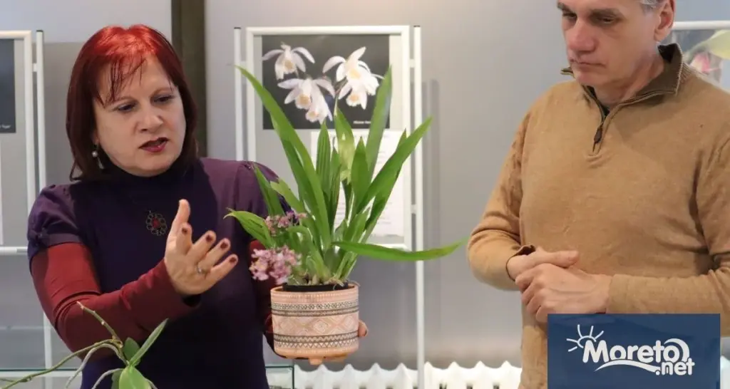 Dlaczego doświadczeni kolekcjonerzy wystawiają storczyki na zewnątrz właśnie w marcu