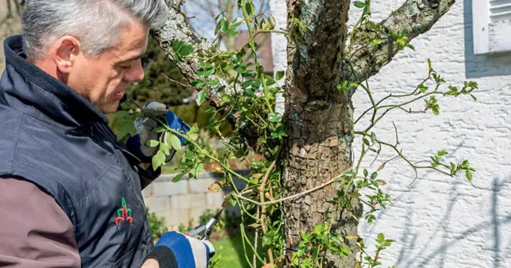 Dlaczego doświadczeni ogrodnicy czekają z przycinaniem róż do kwitnienia forsycji